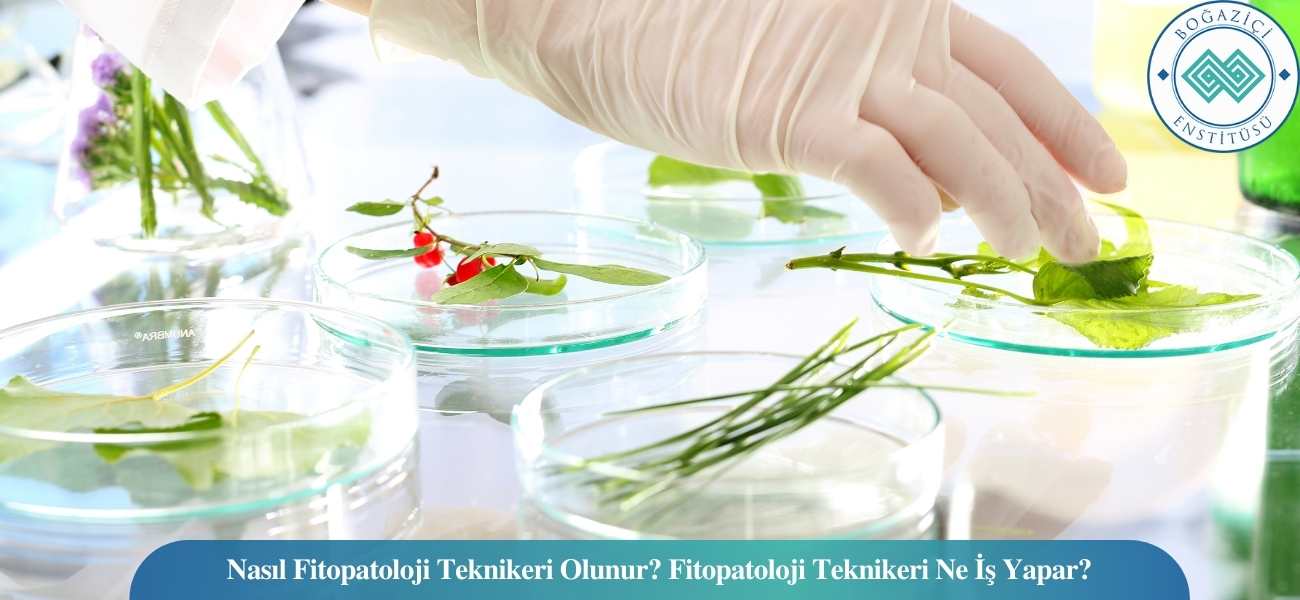 Nasıl Fitopatoloji Teknikeri Olunur? Fitopatoloji Teknikeri Ne İş Yapar? Nasıl Fitopatoloji Teknikeri Olunur? Fitopatoloji Teknikeri Ne İş Yapar?